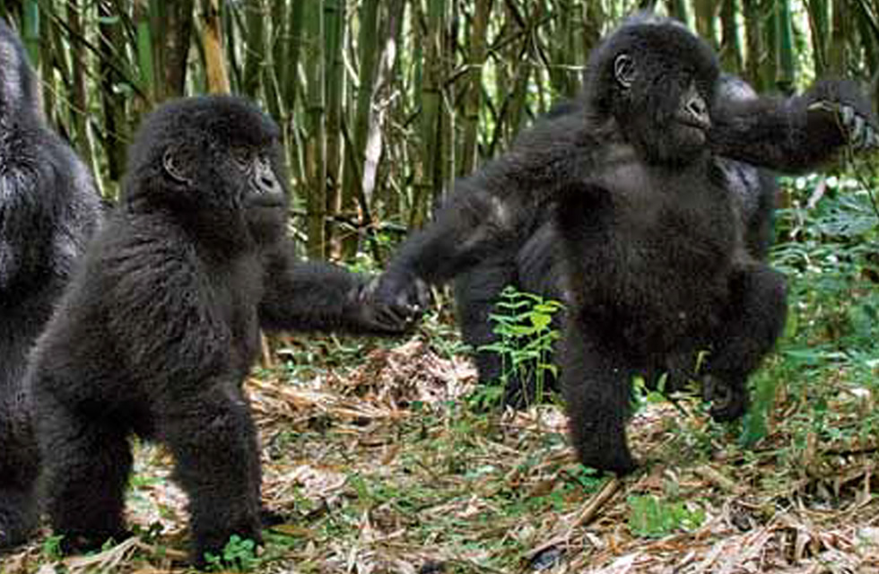 You are currently viewing The Story of Mountain Gorilla Twins in Rwanda’s Volcanoes National Park