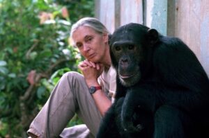 Read more about the article Honouring a Legend: Jane Goodall’s Life and Legacy
