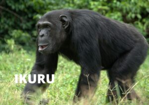 Read more about the article A Tribute to Ikuru: The Resilient Chimp Who Inspired Us All