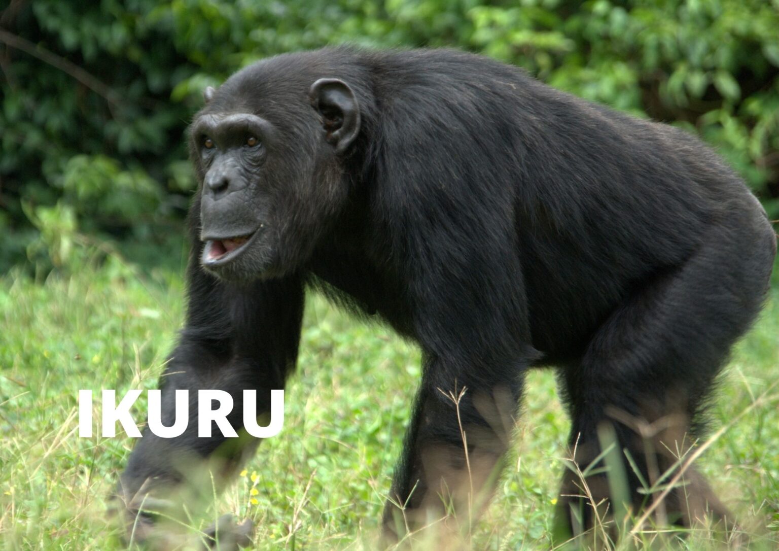 You are currently viewing A Tribute to Ikuru: The Resilient Chimp Who Inspired Us All