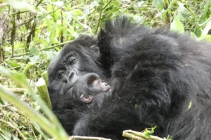 Read more about the article A New Baby Gorilla Joins the Musilikale Family: A Symbol of Hope in Volcanoes National Park
