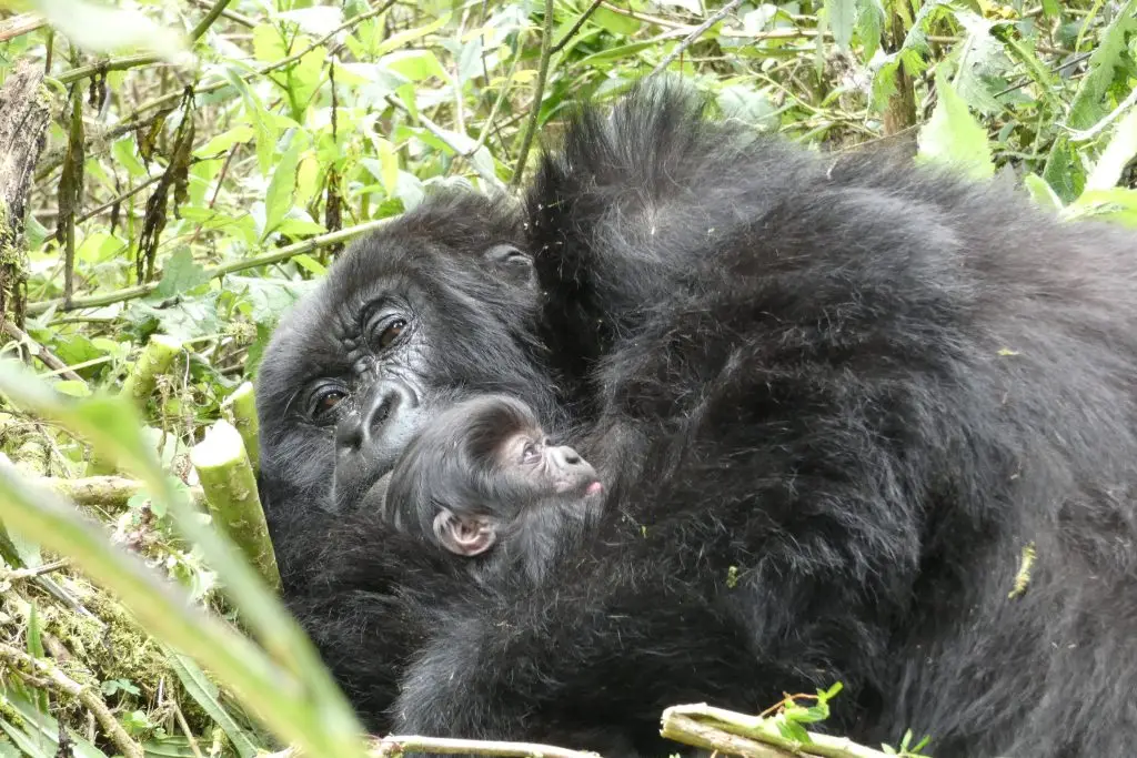You are currently viewing A New Baby Gorilla Joins the Musilikale Family: A Symbol of Hope in Volcanoes National Park