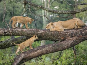 Read more about the article Explore Tarangire National Park: The Land of Elephants and Baobabs
