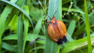 Read more about the article Fascinating Insects of Bwindi and Volcanoes National Parks: A Hidden Safari Adventure