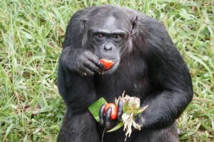 Read more about the article Ngamba Island Chimpanzee Sanctuary: Uganda’s Haven of Hope on Lake Victoria