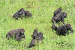 Read more about the article The Emotional Reunions of Female Gorillas in Bwindi and Volcanoes