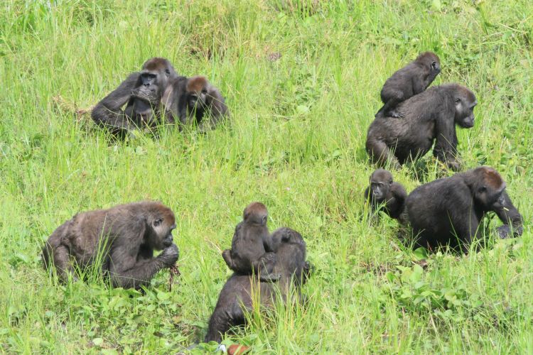 You are currently viewing The Emotional Reunions of Female Gorillas in Bwindi and Volcanoes