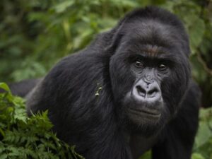 Read more about the article Mountain Gorilla Tours in 2026: What to Expect, Costs, and the Best Time to Go