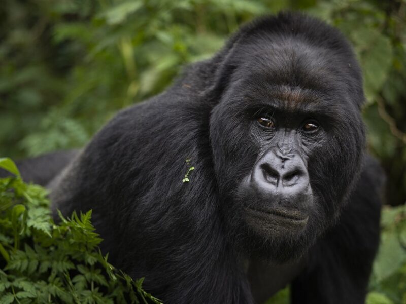 You are currently viewing Mountain Gorilla Tours in 2026: What to Expect, Costs, and the Best Time to Go