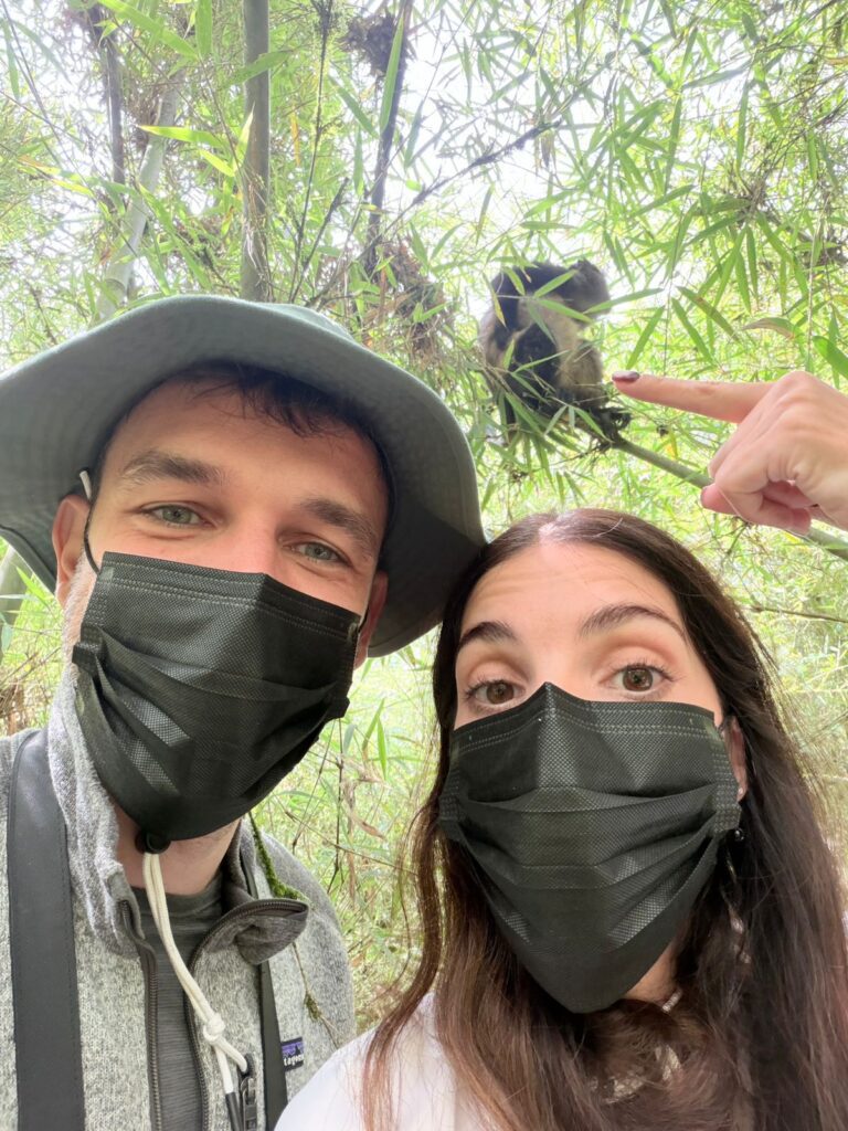 Golden monkey experience in Volcanoes National Park