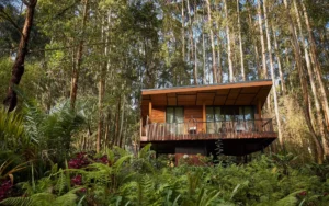Read more about the article Best Gorilla Trekking Lodges to Look Out for in 2026.