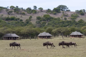 Read more about the article The Ultimate Luxury Safari Experience in East Africa (2026)