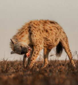 Read more about the article Top 10 Luxury Safari Experiences Across East Africa (2026)