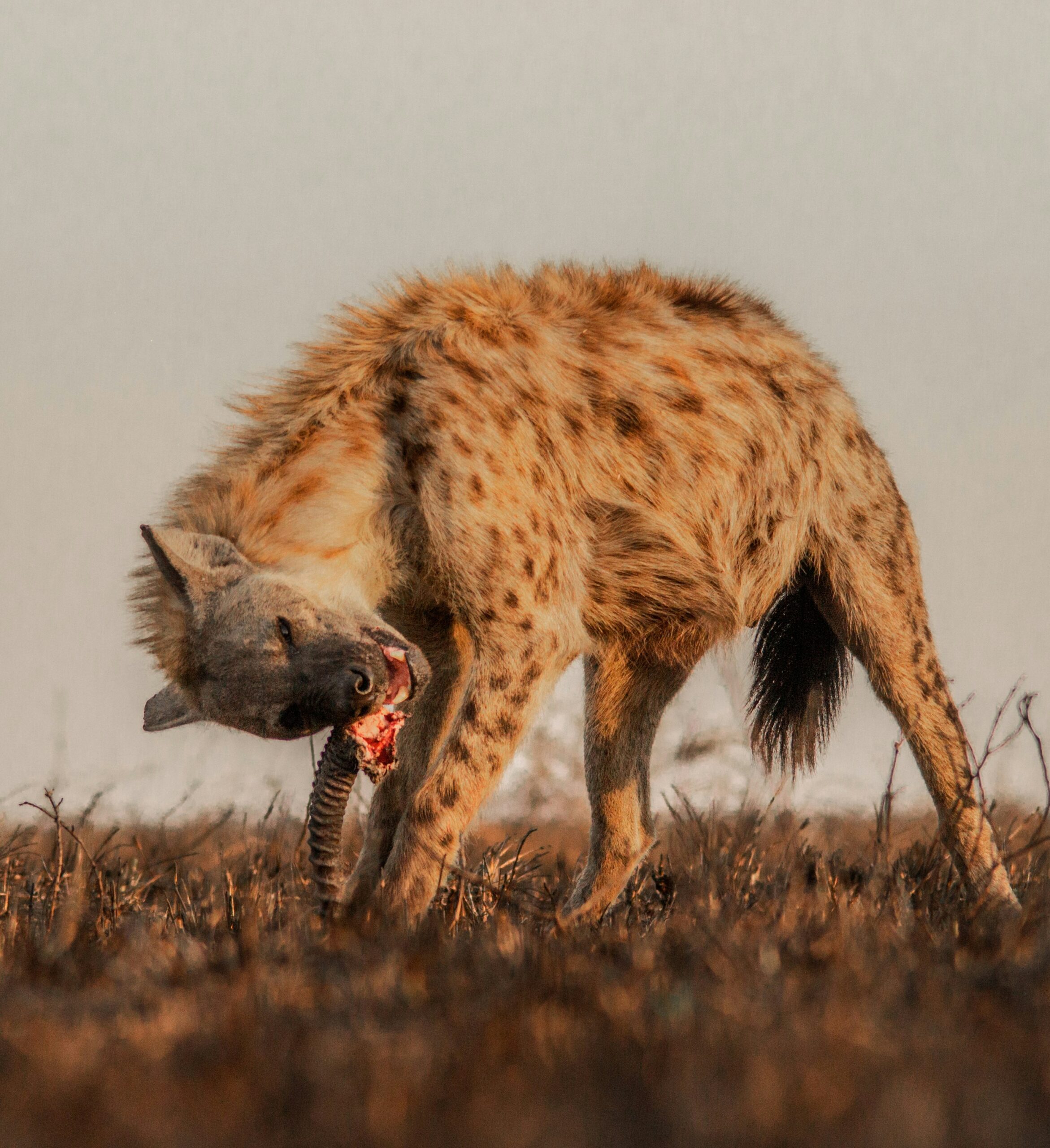 Read more about the article Top 10 Luxury Safari Experiences Across East Africa (2026)