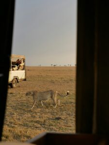 Read more about the article 2026 Budget Safaris for Content Creators in East Africa