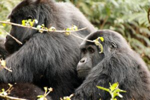Read more about the article Uganda Gorilla Trekking Permit Rates (2026 Updated Guide)