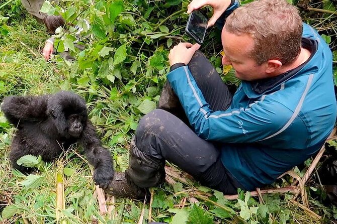 You are currently viewing The Truth About Gorilla Trekking Permit Availability in 2026