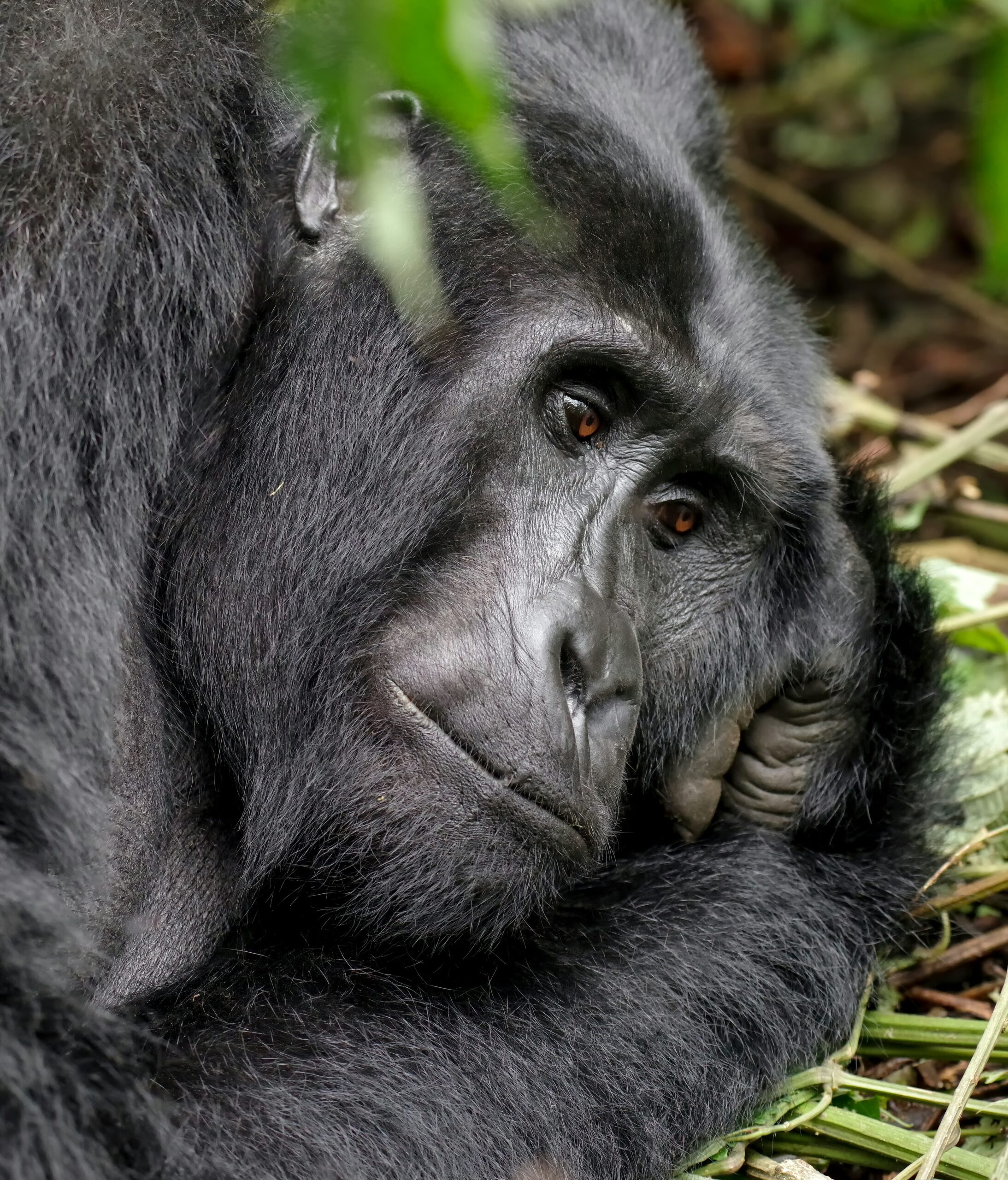 Read more about the article Why That “Cheap Gorilla Trekking Safari 2026” Might Cost You More.