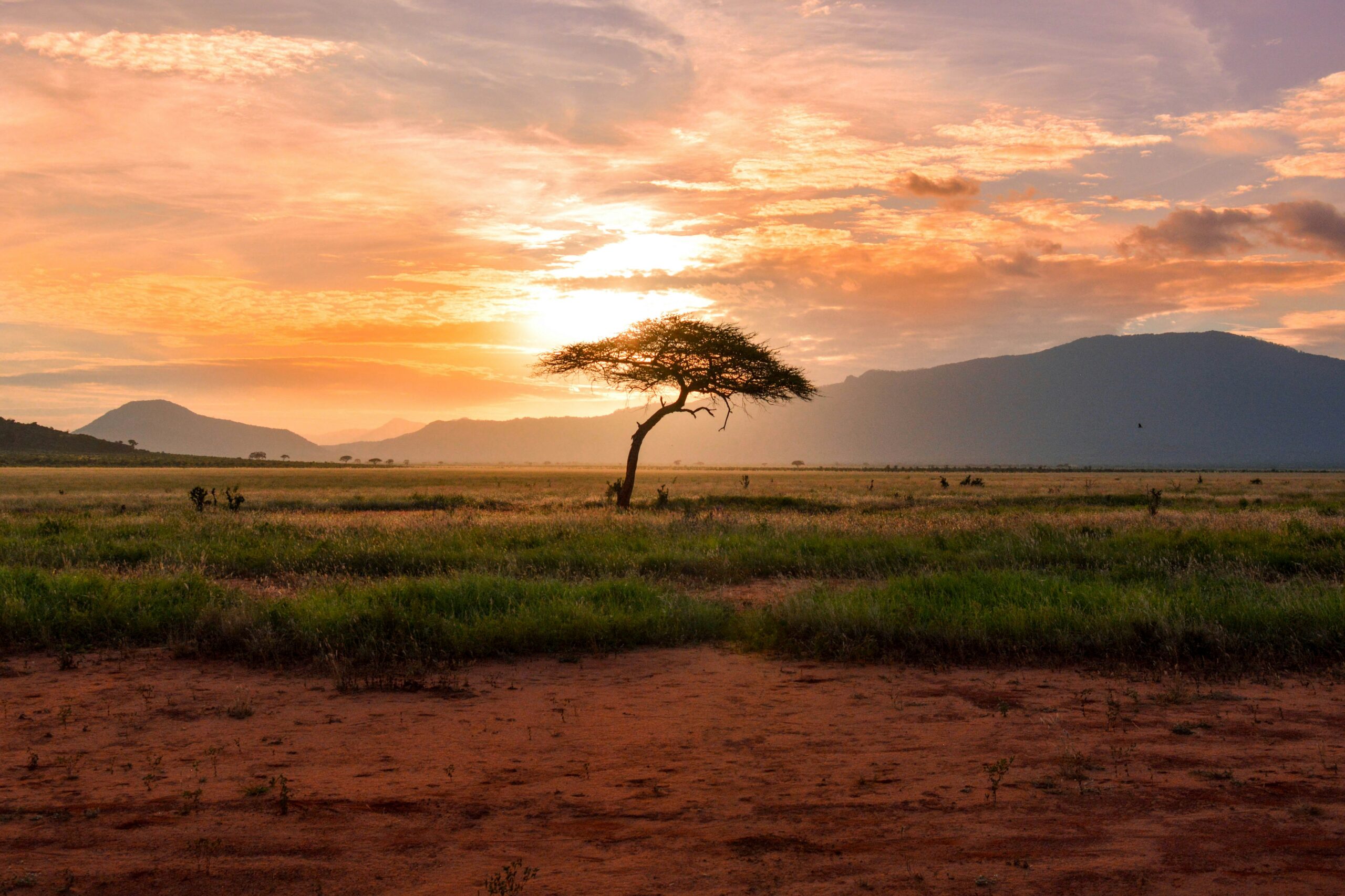Read more about the article 7 Red Flags When Comparing East Africa  Safari Quotes for 2026.
