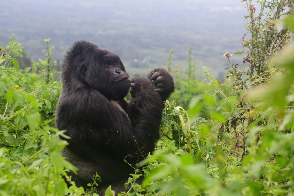 You are currently viewing Can I Book the Gorilla Permit Myself?