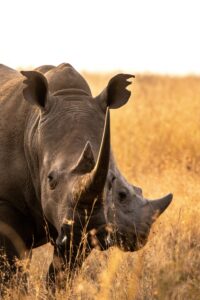 Read more about the article 7 Signs You Should Book Your 2026 East Africa Safari Now.