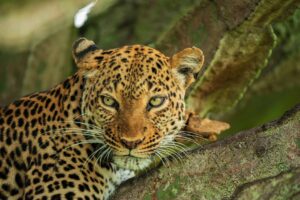 Read more about the article Remembering Grace the Leopard, the Queen of  Queen Elizabeth.