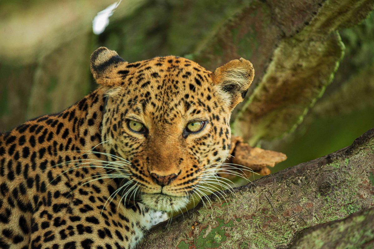You are currently viewing Remembering Grace the Leopard, the Queen of  Queen Elizabeth.