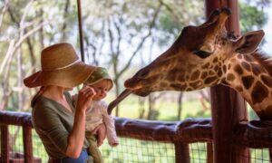 Read more about the article Giraffe Centre Nairobi: What to Know Before You Go (2026)