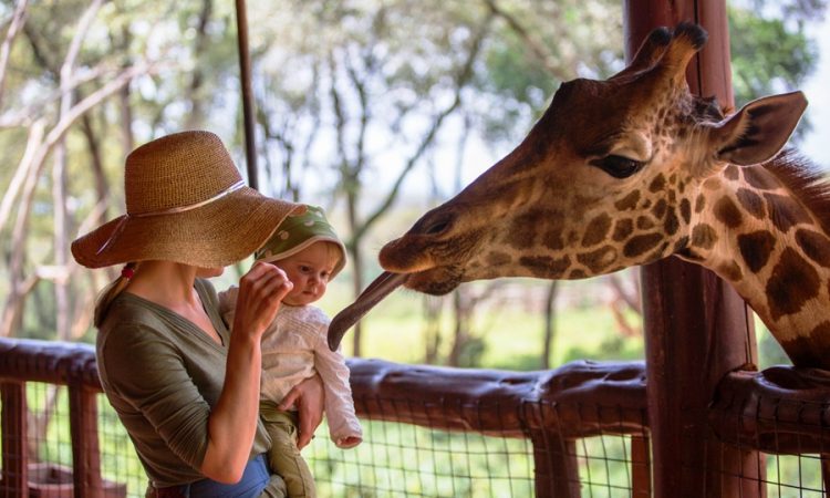Read more about the article Giraffe Centre Nairobi: What to Know Before You Go (2026)