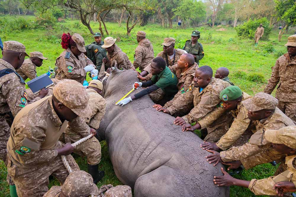You are currently viewing Rhinos Return to Kidepo Valley National Park (March 2026 Update)