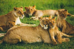 Read more about the article 10 Gorilla Trekking Alternatives in East Africa (2026)