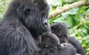 Read more about the article Rare Mountain Gorilla Twins Born in Virunga: A Conservation Milestone for 2026