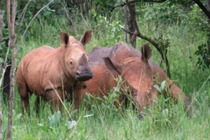 Read more about the article Rhino Population Growth: Ziwa Rhino Sanctuary Reaches 59 Rhinos