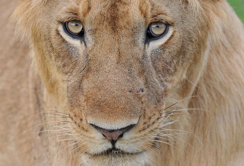You are currently viewing Rules and Regulations Governing Lion Tracking in Queen Elizabeth National Park.