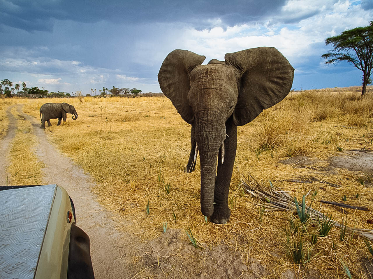 Read more about the article Amboseli National Park
