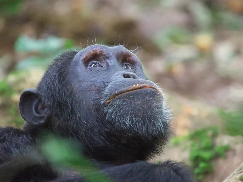 Read more about the article Budongo Forest Reserve