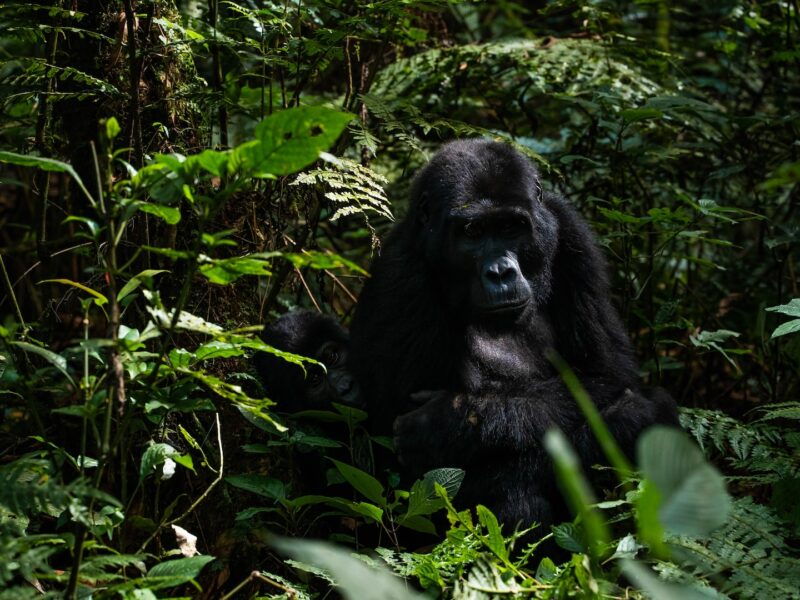 Read more about the article Bwindi Impenetrable National Park
