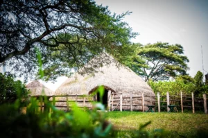 Read more about the article Nshenyi Cultural Village: Experience Authentic Ankole Culture in Western Uganda