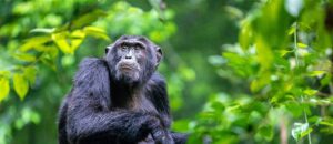 Read more about the article Kibale Chimpanzees Elect a New Leader: A Fascinating Shift in Uganda’s Primate Society