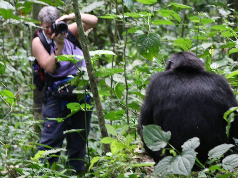 Read more about the article Kalinzu Forest Reserve