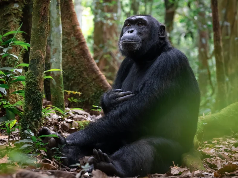 Read more about the article Kibale Forest National Park