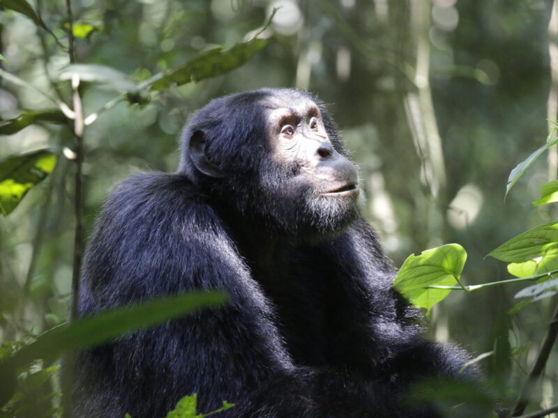 Read more about the article Kyambura Gorge