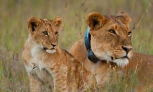 Read more about the article Why Lion and Leopard Tracking Is a Must-Try in Uganda
