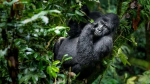 Read more about the article Mountain Gorillas Are Making a Remarkable Comeback in 2026.