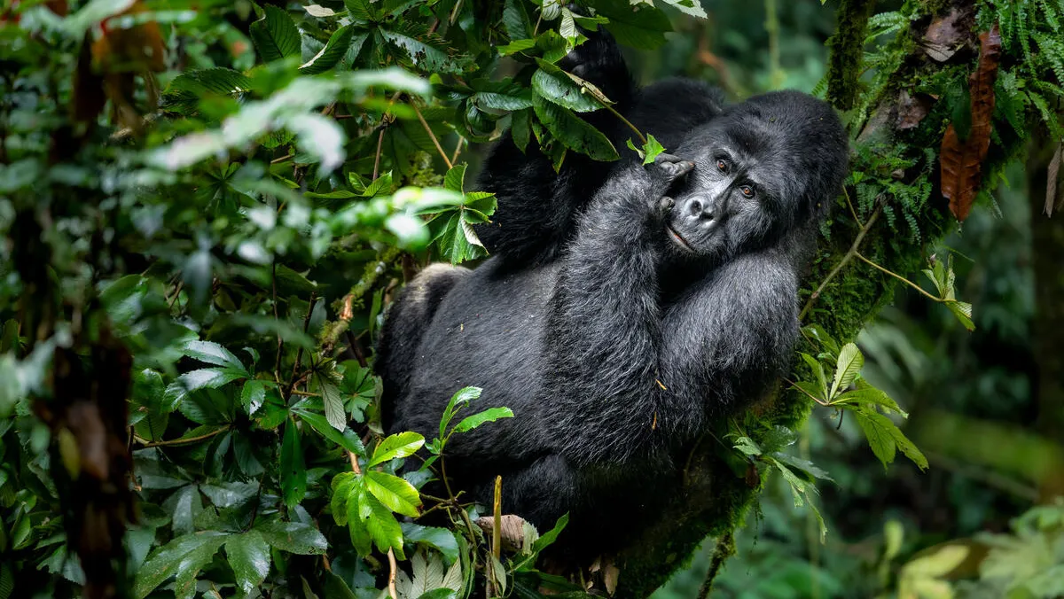 You are currently viewing Mountain Gorillas Are Making a Remarkable Comeback in 2026.