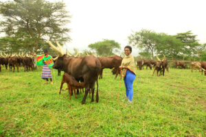 Read more about the article The Ankole Milking Experience: A Unique Cultural Encounter in Western Uganda