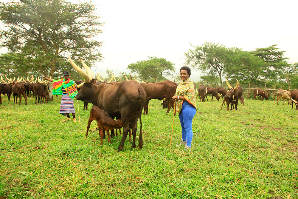 You are currently viewing The Ankole Milking Experience: A Unique Cultural Encounter in Western Uganda