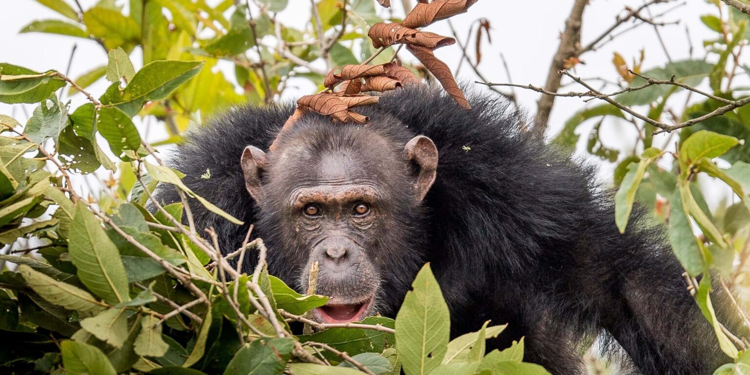 Read more about the article Ngamba Island Sanctuary