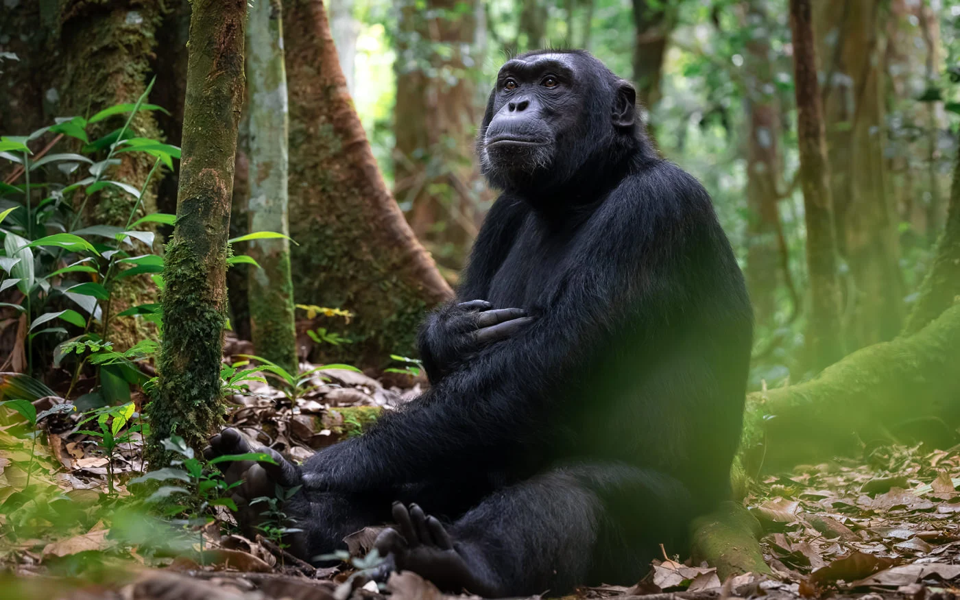Read more about the article Nyungwe Forest National Park