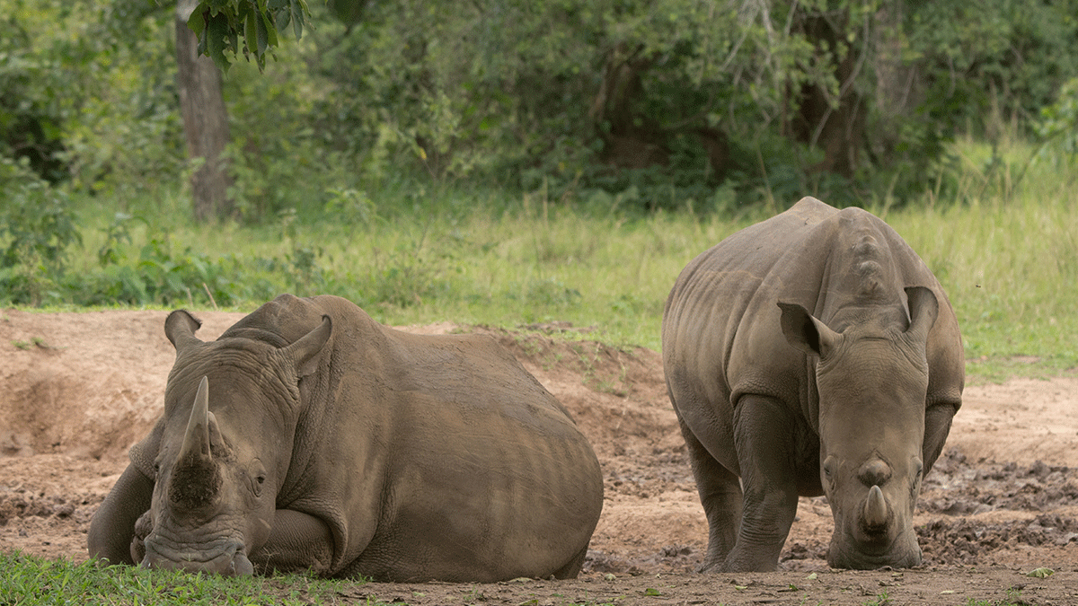 Read more about the article Ol Pejeta Wildlife Reserve